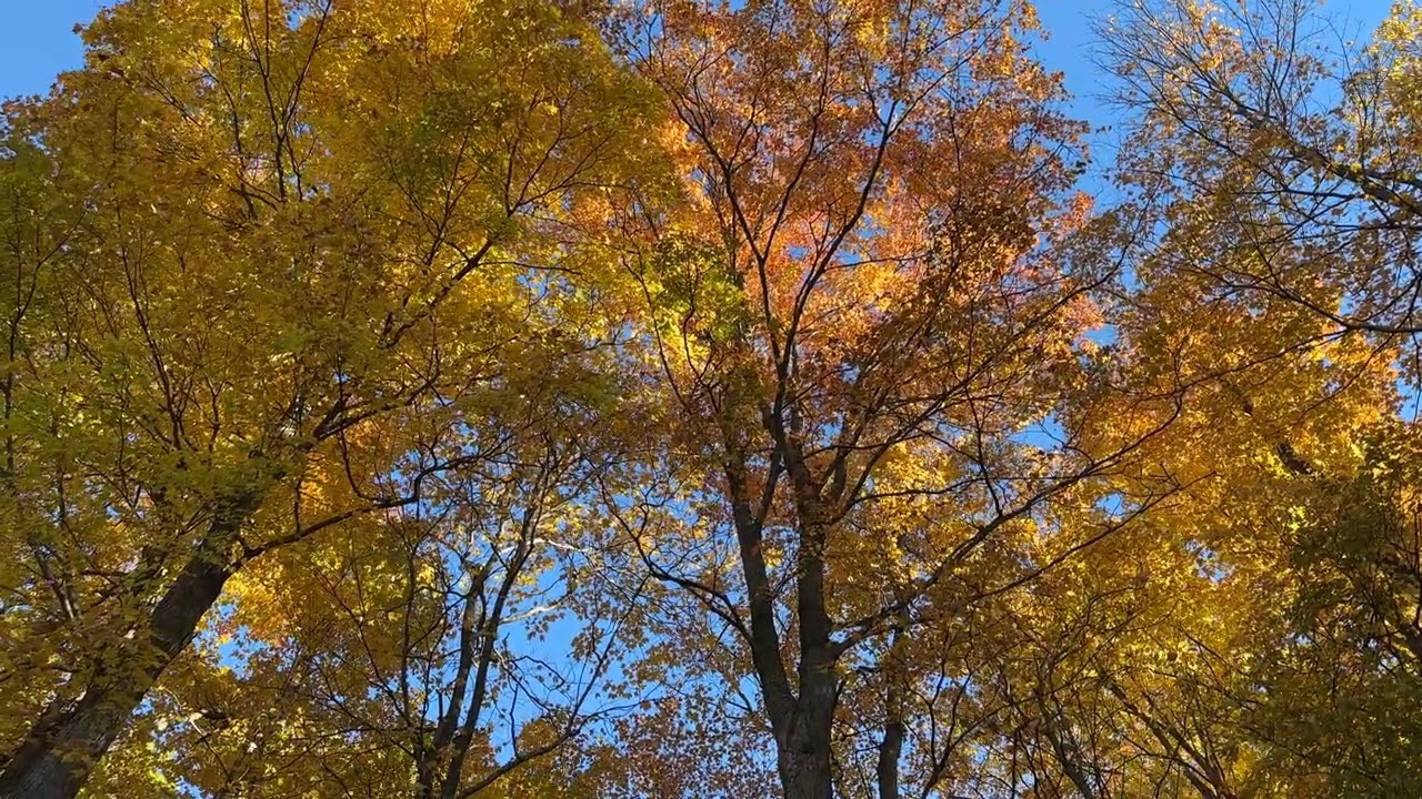 Kelso Conservation Area