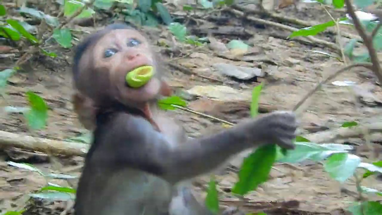 Update baby monkey Cali grow up so fast, baby monkey Cali update today