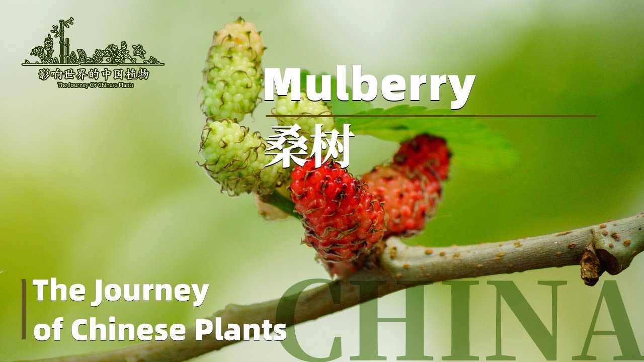 The Journey of Chinese Plants MULBERRY | 1080P | 影响世界的中国植物 桑树