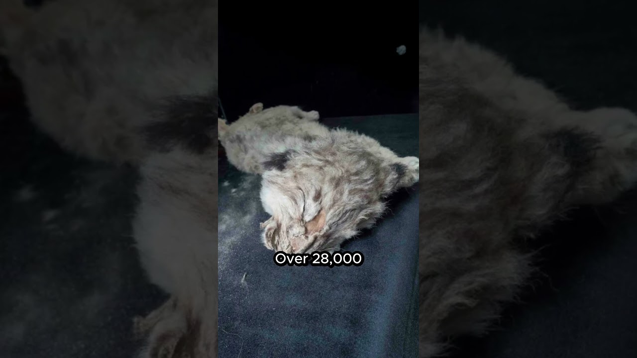 Frozen Lion Cubs Found Perfect After 28,000 Years