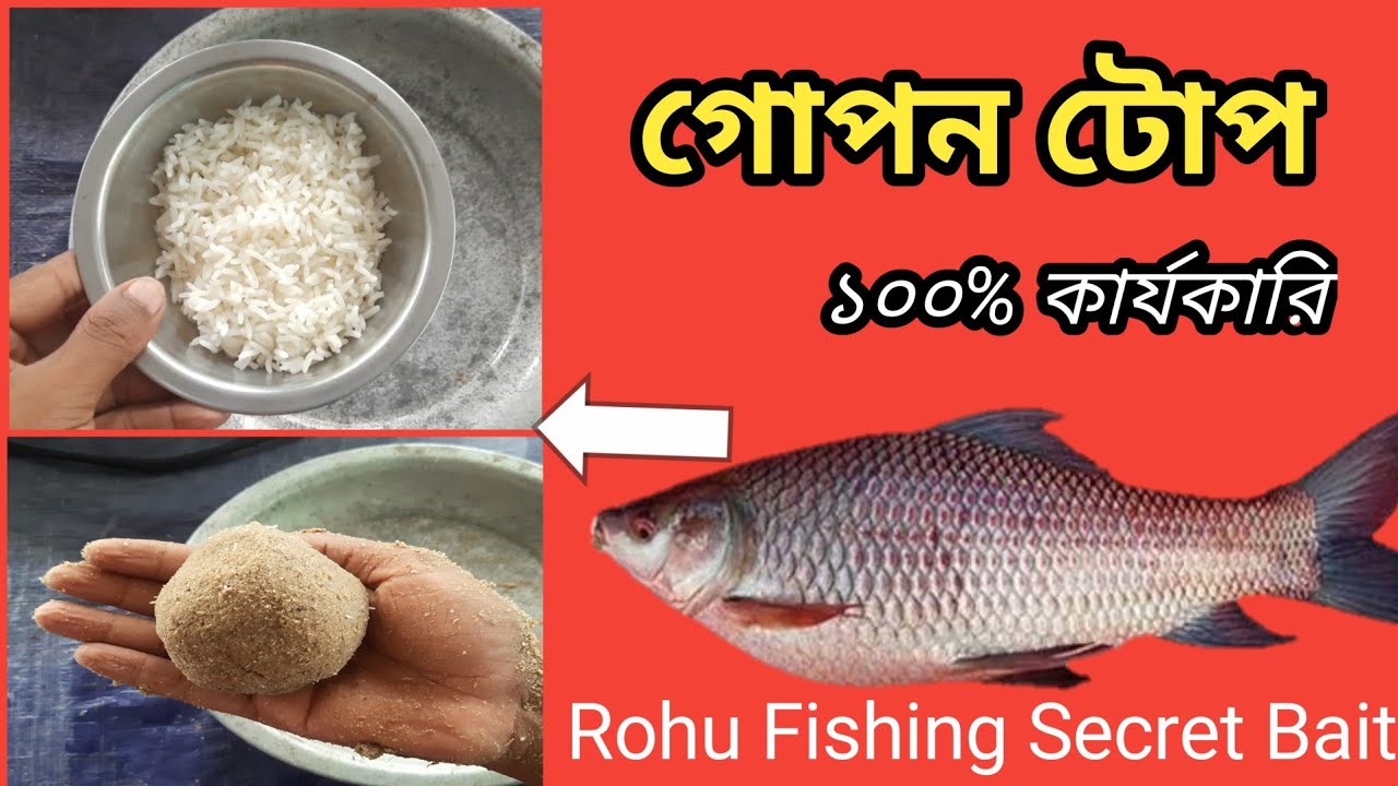 রুই মাছ ধরার গোপন টোপ ১০০% কার্যকারী | Rohu Fishing Secret Bait 100% Working | togor fishing