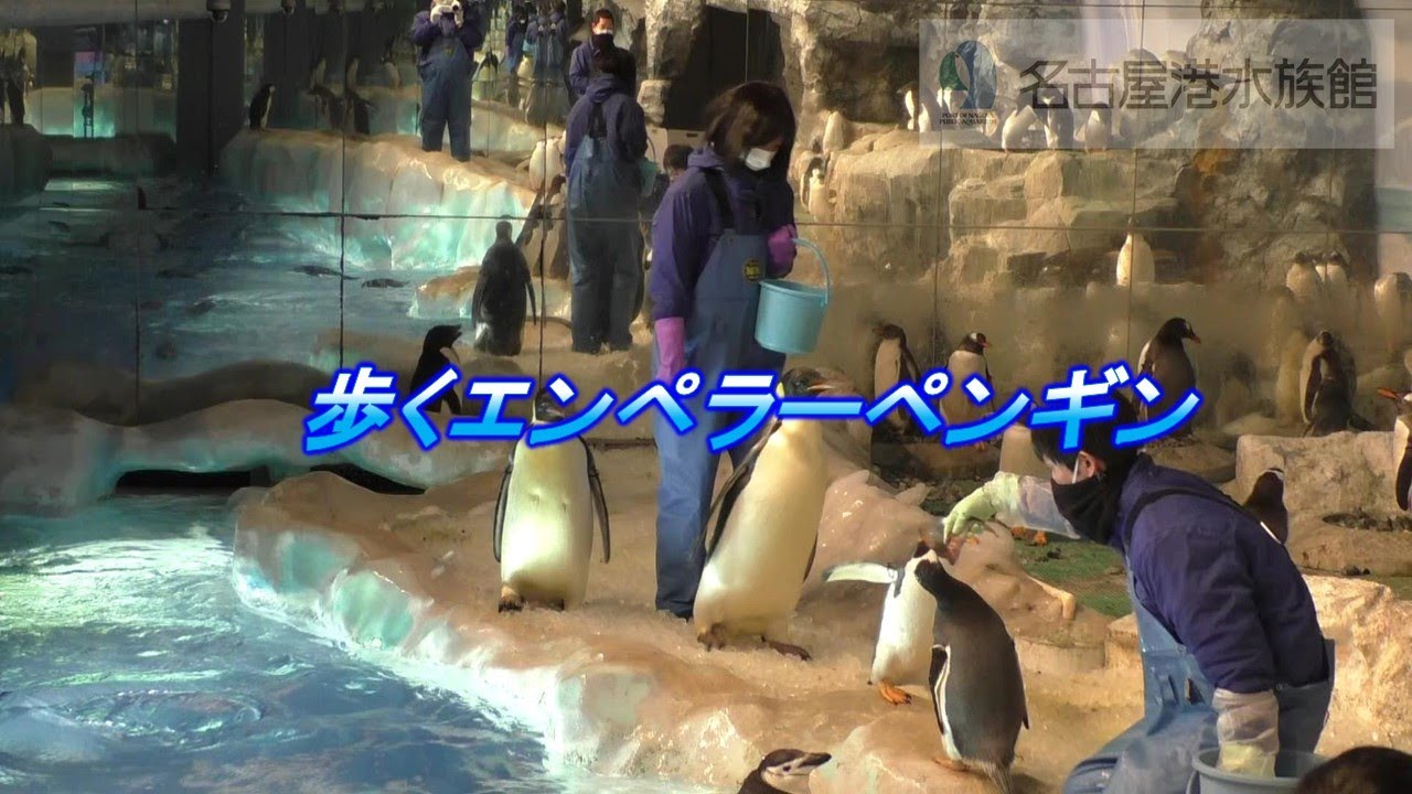 【名古屋港水族館】エンペラーペンギン　目指せ100㎞ウォーキング ～ 全ては繁殖成功のため