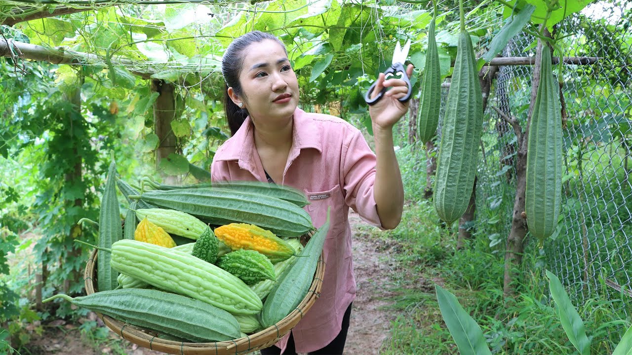 Time to harvest and cooking l Bitter gourd, Sponge gourd recipes