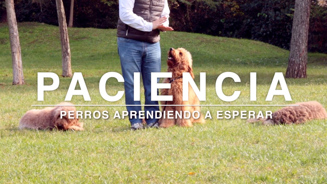 Educar la paciencia, perros aprendiendo a esperar - DOGKING