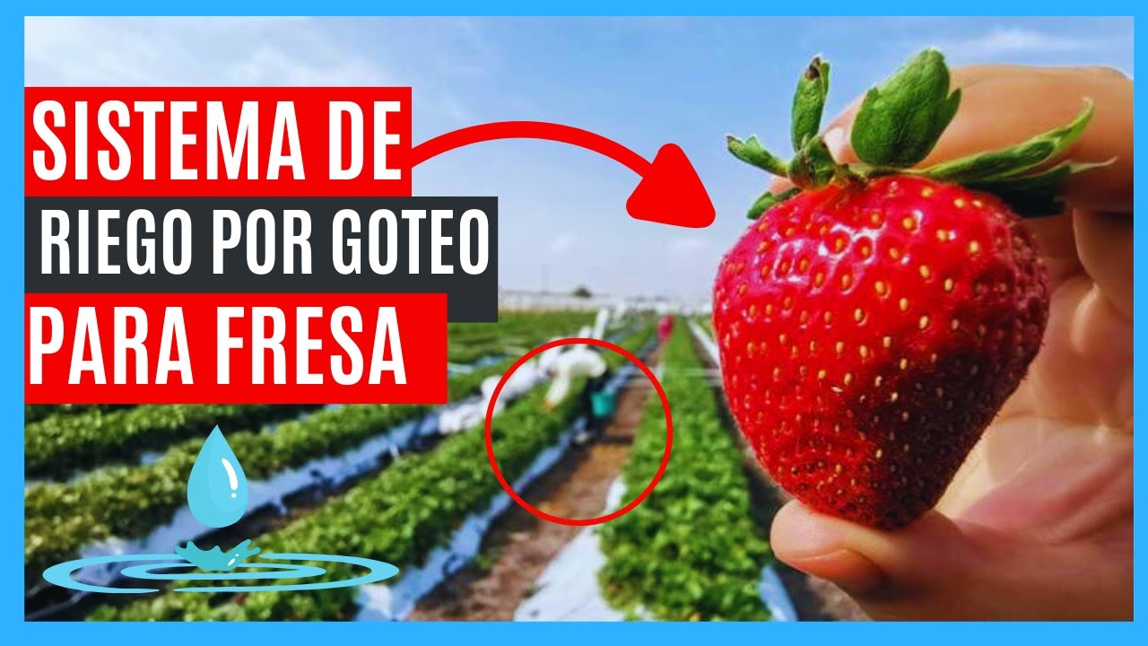 SISTEMA DE RIEGO POR GOTEO PARA CULTIVO DE FRESA 🍓💧(IMCREMENTA TU PRODUCCIÓN🍓🍓📈)