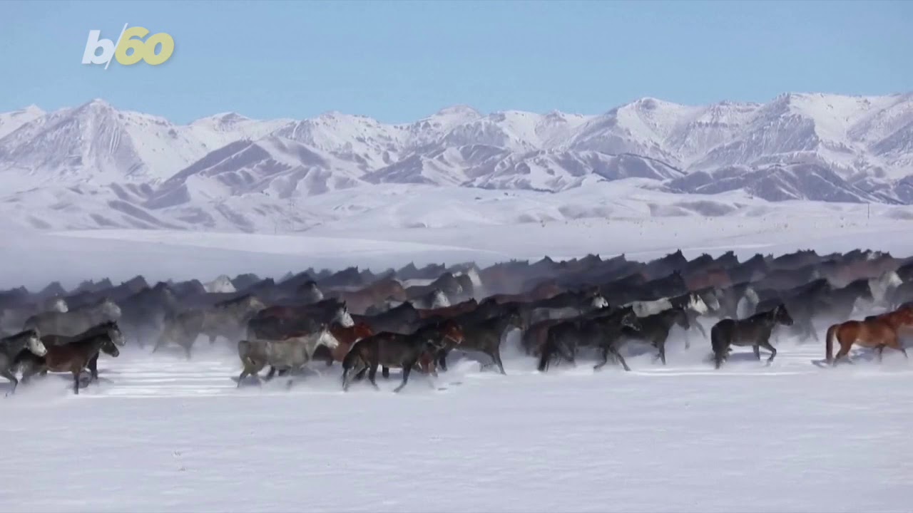 Incredible Video of 10,000 Horses Galloping Across the Snow Covered Plains