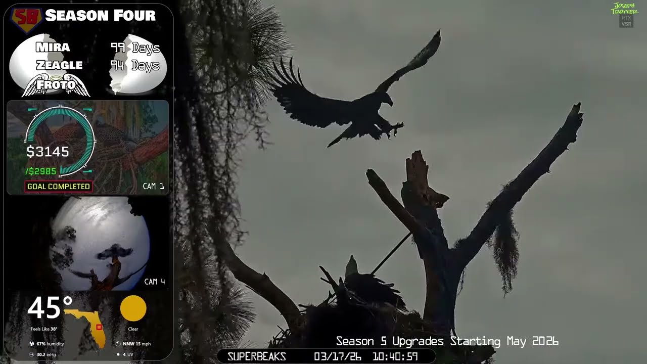 🦅Yesterday at SuperBeaks | Mar 17, 2026-Pepe evicts intruder so Mira can have breakfish on the nest💕