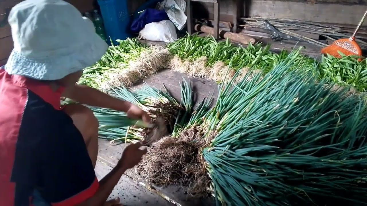 ALHAMDULILAH BAPAK PANEN HARI INI SANGAT LUAR BIASA