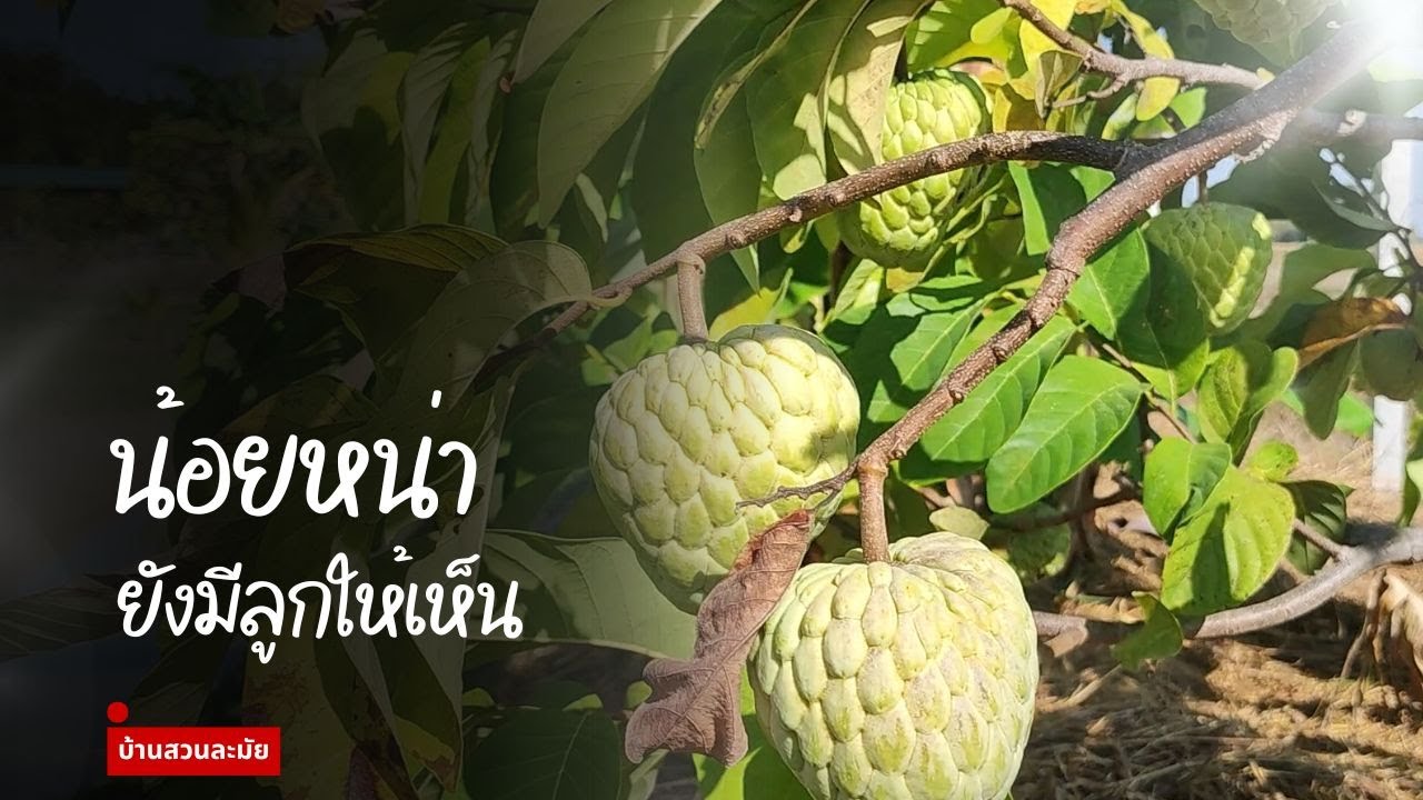 ต้นปียังมีผล... เพชรปากช่อง
