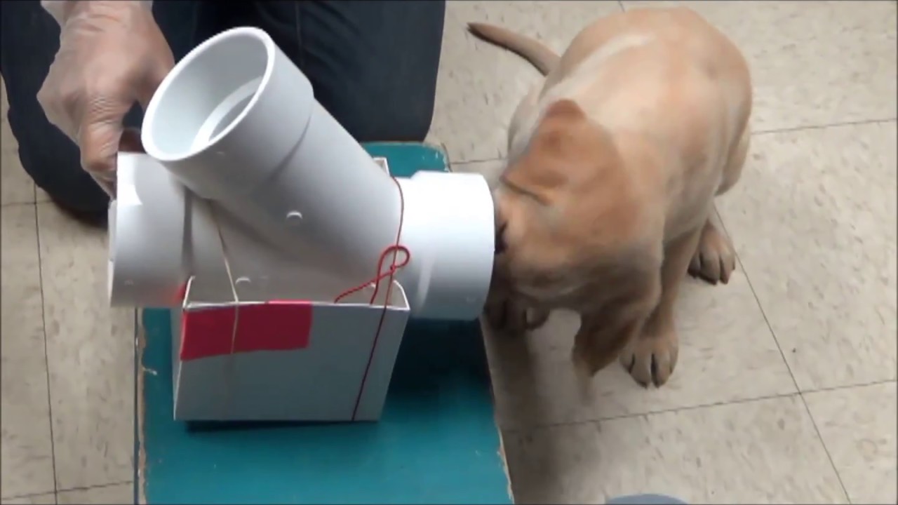 Hoke: The making of an accelerant detection dog