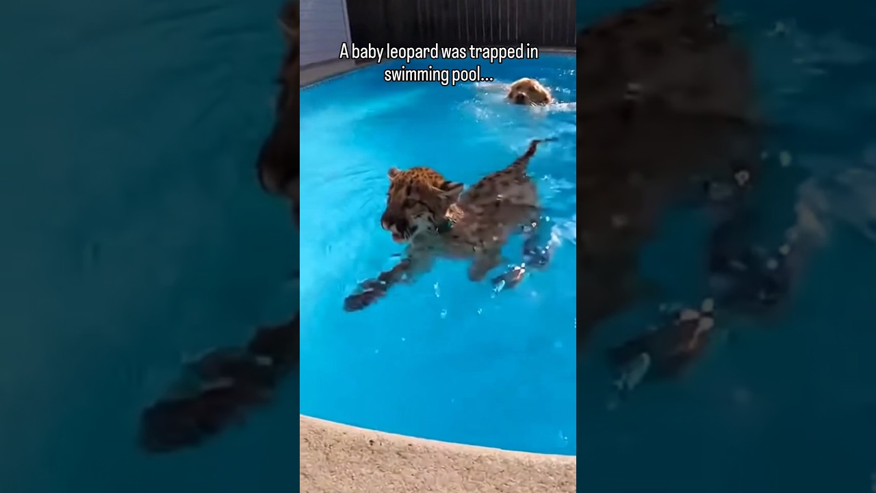 I Was So Surprised To See A Baby Leopard Stuck In My Swimming Pool... 💔