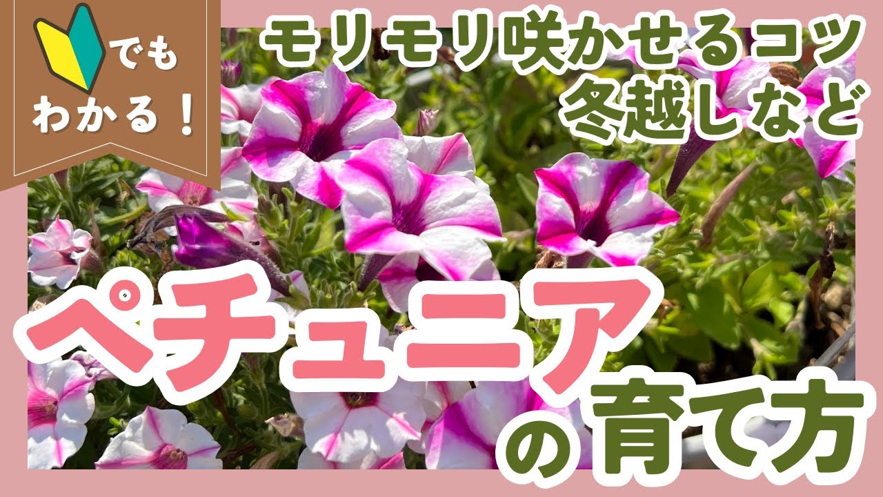 【ペチュニアの育て方🌟完全版】モリモリ咲かせるコツや日々のお世話まで！疑問を丸ごと解決します【ガーデニング】【園芸】