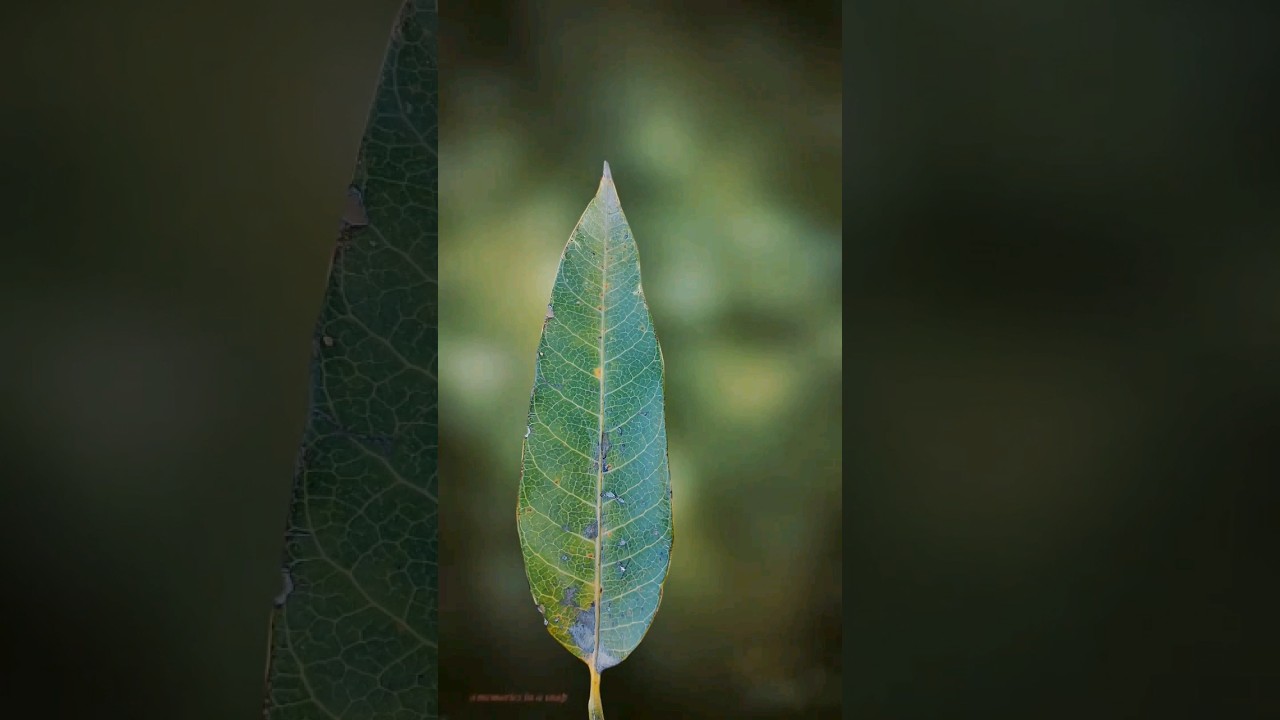 leaves  photography 🌿🌱🍃 