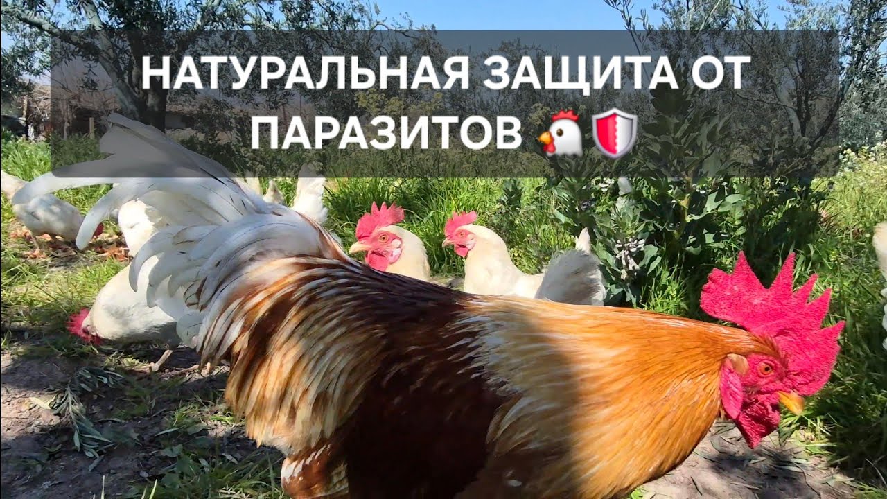  Как я избавилась от куриных вшей 100% Натуральное средство #куры #вшы #лечение #деревня #яйцо 