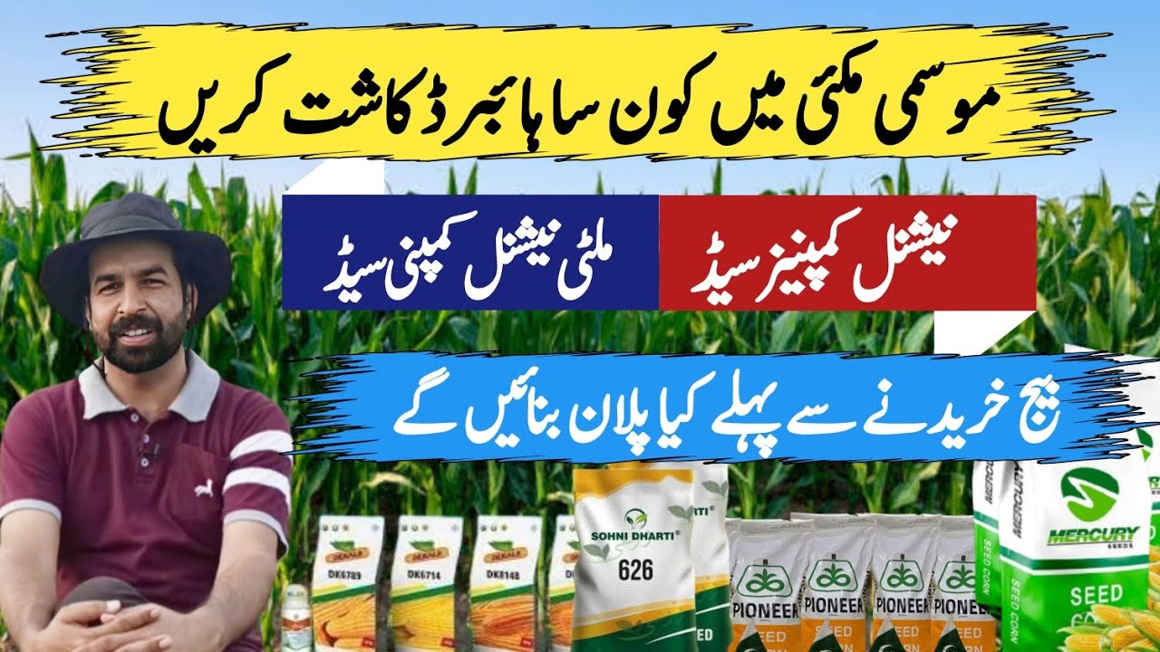 Best maize hybrid seed in Autumn Corn | Selection of Autumn corn hybrid seed #corn #maize #farming