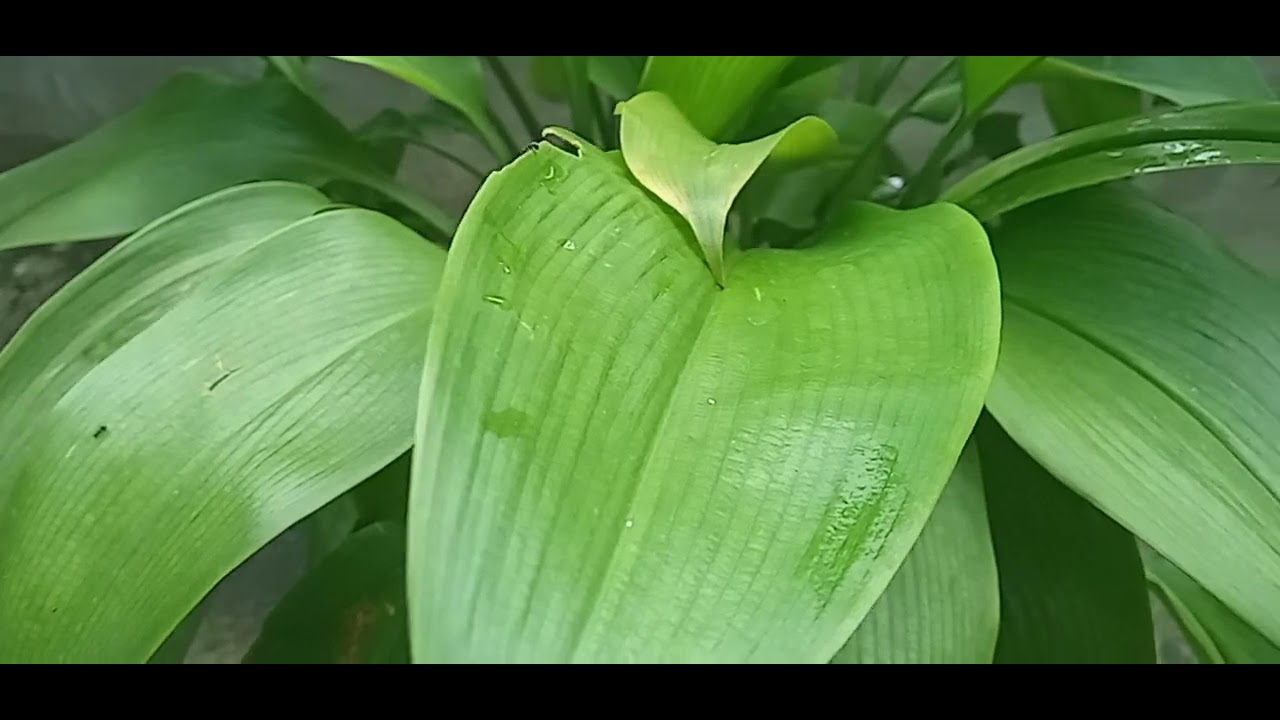 alhamdulilah pohon jambuku berlimpah.#youtubepemula #jambu