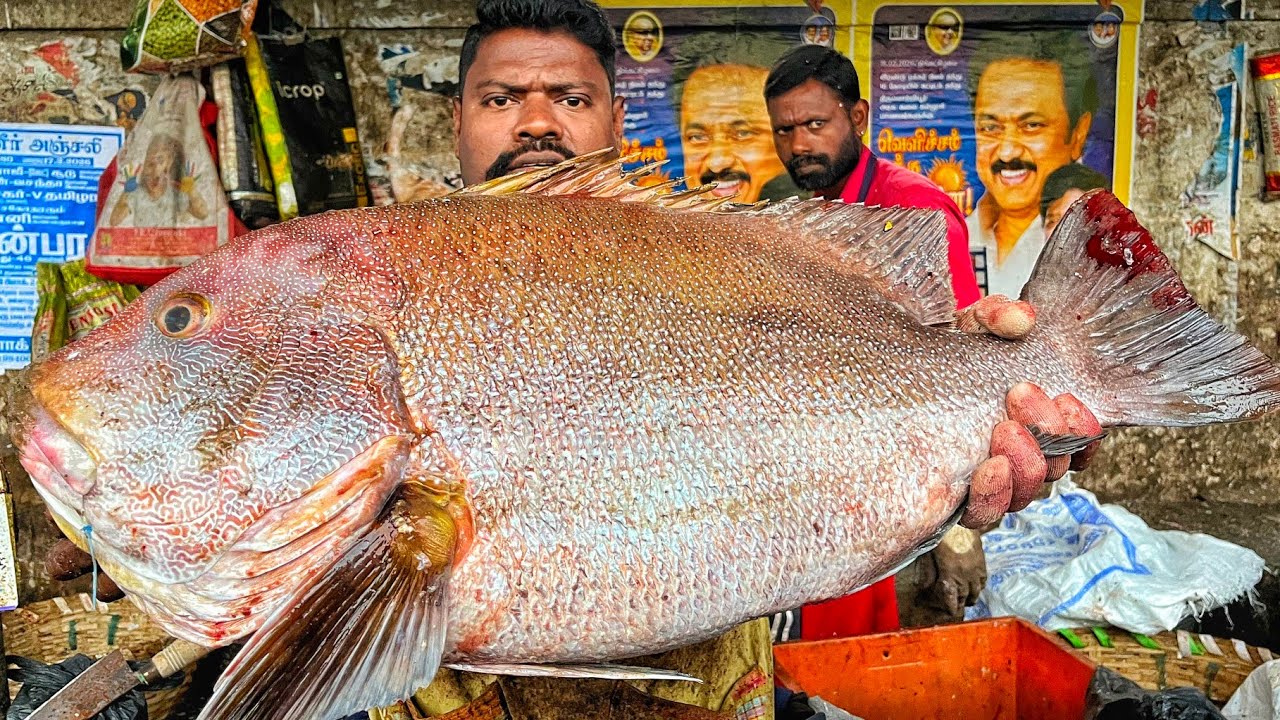 KASIMEDU 🔥 SPEED SELVAM | BIG SIZE KORALI FISH CUTTING VIDEO | 4K VIDEO | KM FISH CUTTING VIDEO 