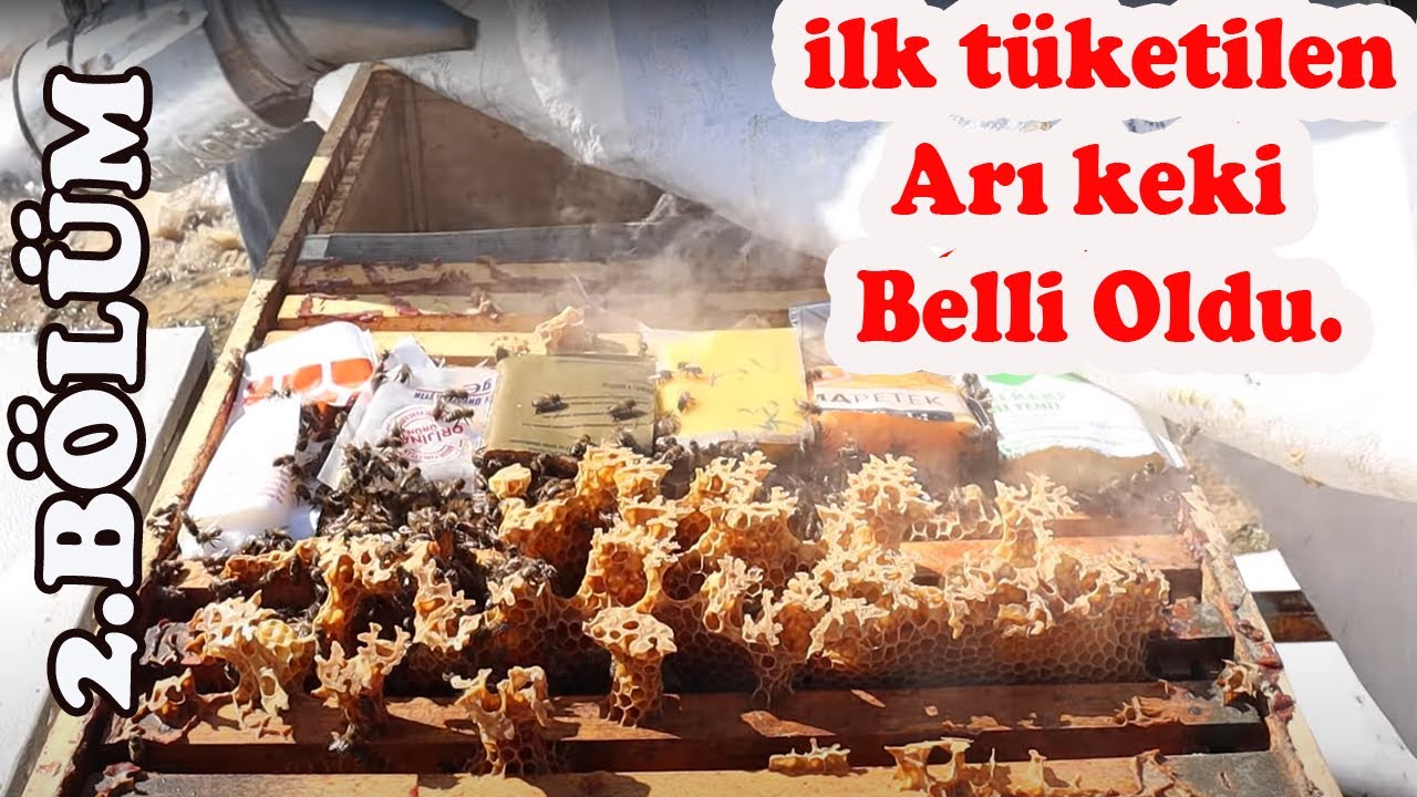 Arıların Tercihi İlk Arı Keki Belli Oldu - 2.Bölüm