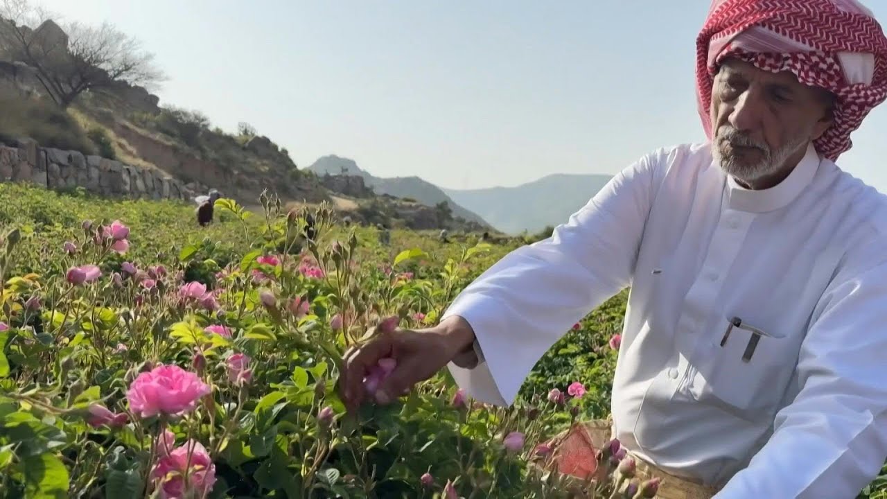 Saudi's 'city of roses' offers fragrant reminder of desert's beauty | AFP