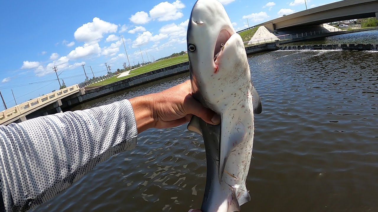 BULL SHARKS AND BIG SNOOK AT THE SPILLWAYS! Cape coral FL canal fishing compilation May/June 2023