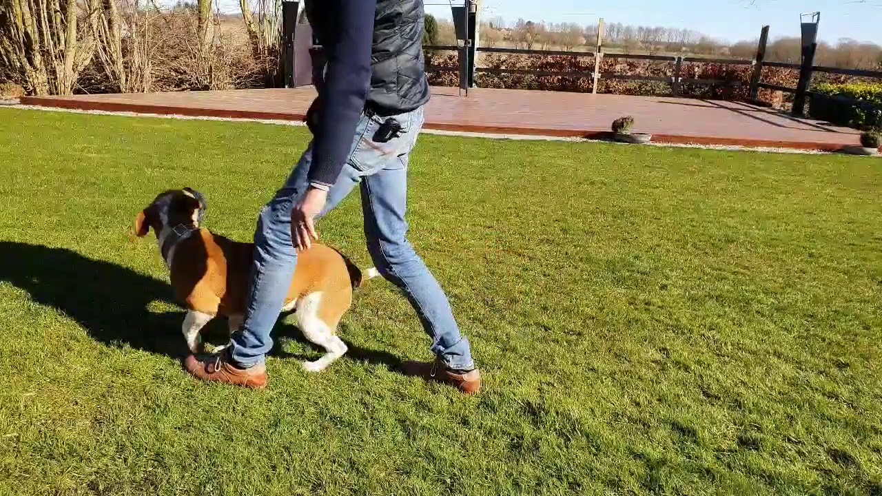 LÆR DIN HUND AT GÅ PÆNT I onlinehund.dk 🐾