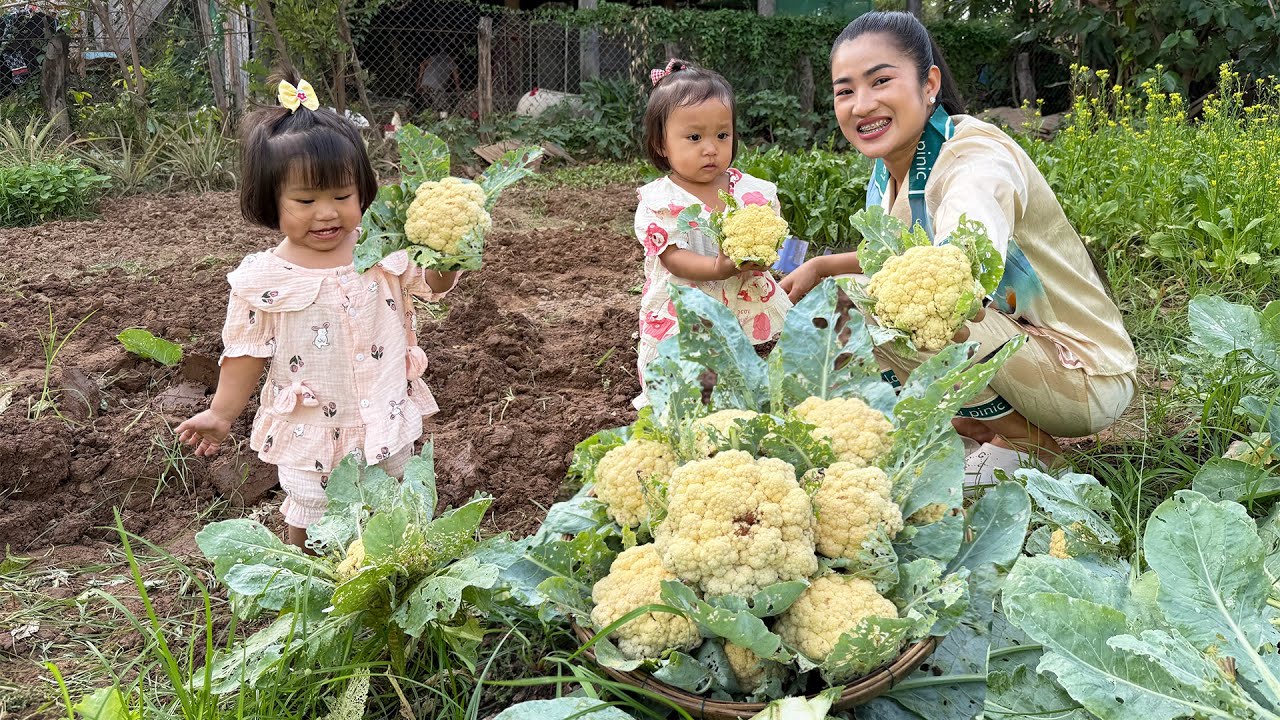 Cute babies help to harvest vegetable - Healthy food cook for family - Sreypov life show