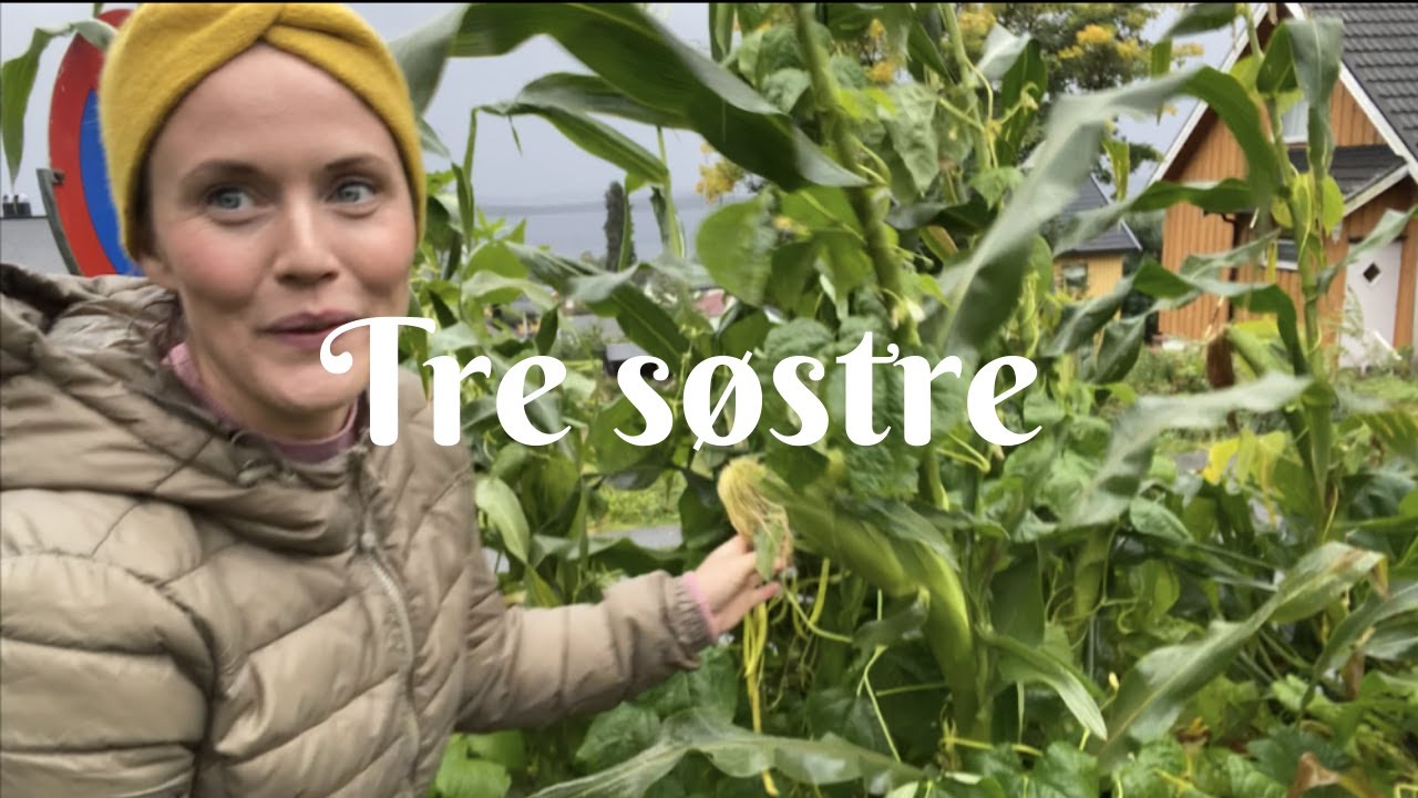 Tre søstre - mais, bønner og squash