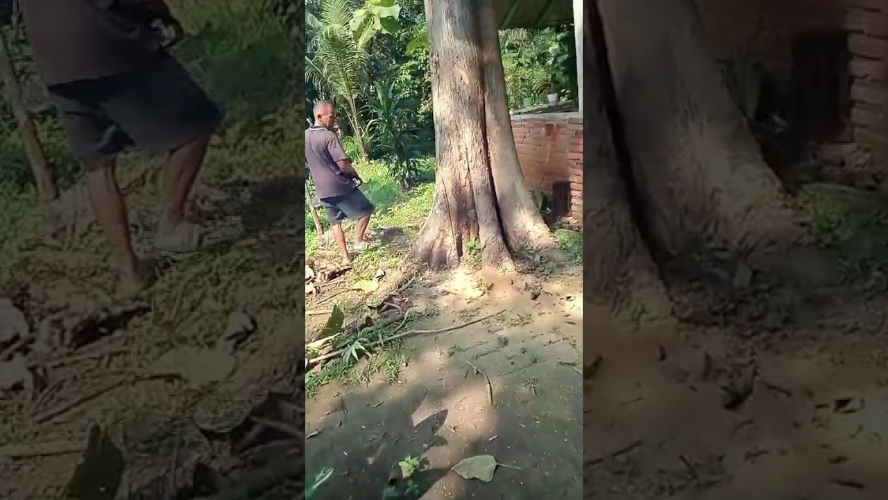 wood workers Indonesia | how to cut the big tree by Indonesian carpenter | teakwood | pohon jati