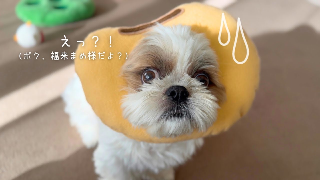 【シーズー】今年も大活躍な福来まめ様の節分は豆まきならぬお豆キャッチ！【犬Vlog】