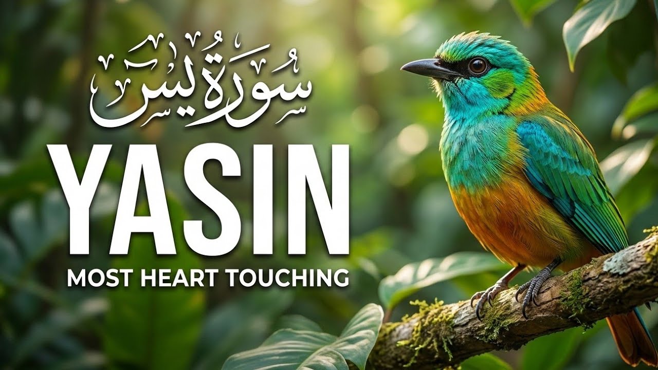 Surah Yaseen | Surah Yasin  | Beutiful Qur'an Recitation | Surah Yasin Tilawat