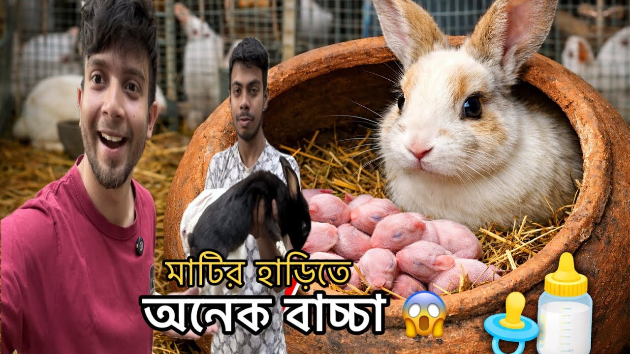 চলেন খরগোশের কলোনি ঘুরে আসি 🐇#rabbit #pets #wildlife