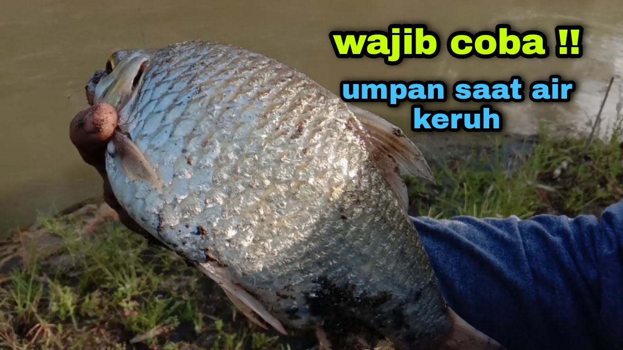 Umpan lama kuturunkan lagi saat air keruh tak sangka Sambaran bertubi 