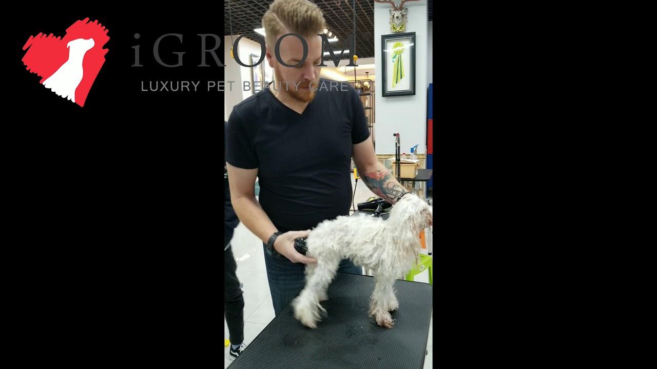 All new Charcoal keratin shampoo + conditioner and 3-1 Spray demo on matted poodle