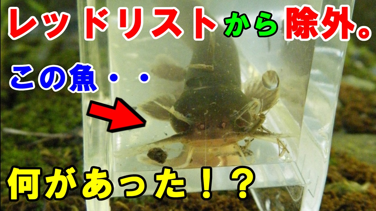 アカザがレッドリストから外れました。・・えっ！？