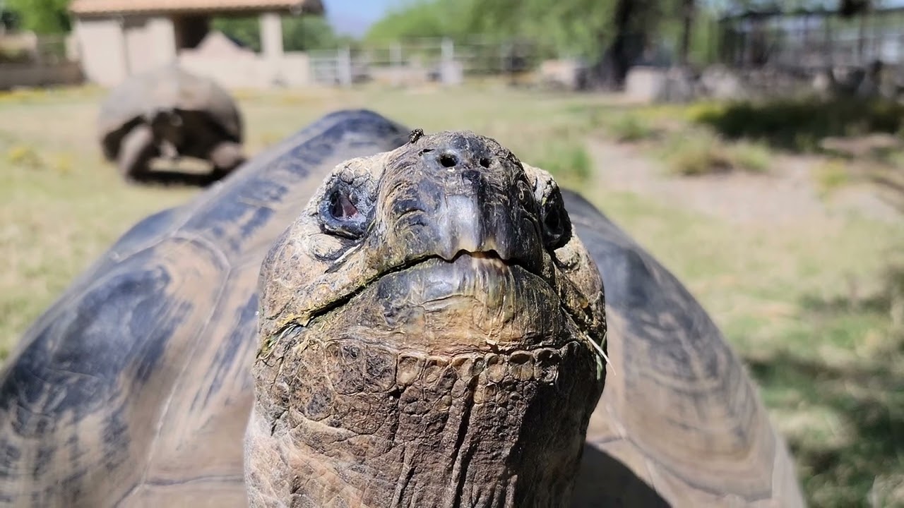 Giant Tortoises. 5 largest tortoise species. Galapagos vs. Aldabras.