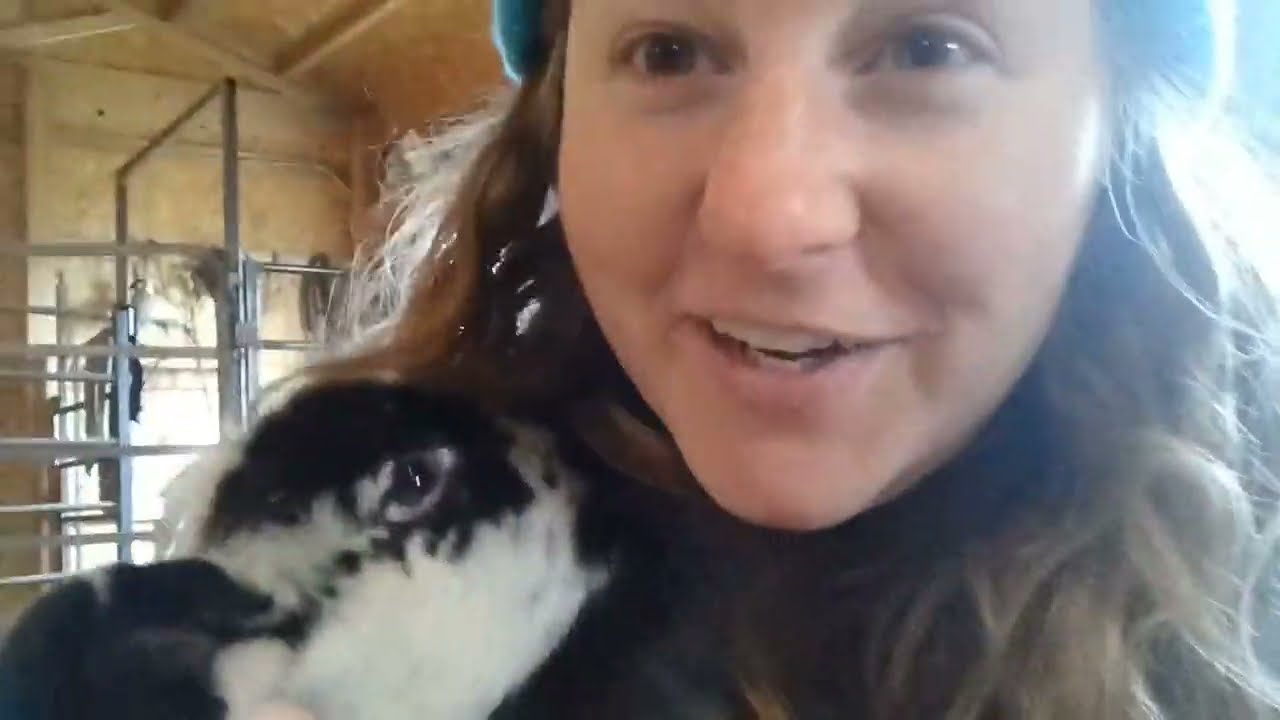 How to Tail Dock & Castrate a Lamb | Band Method