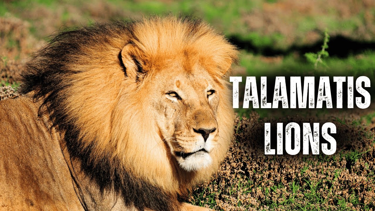 The Rise of the Talamati: The Lions' Battle for Dominance in Kruger