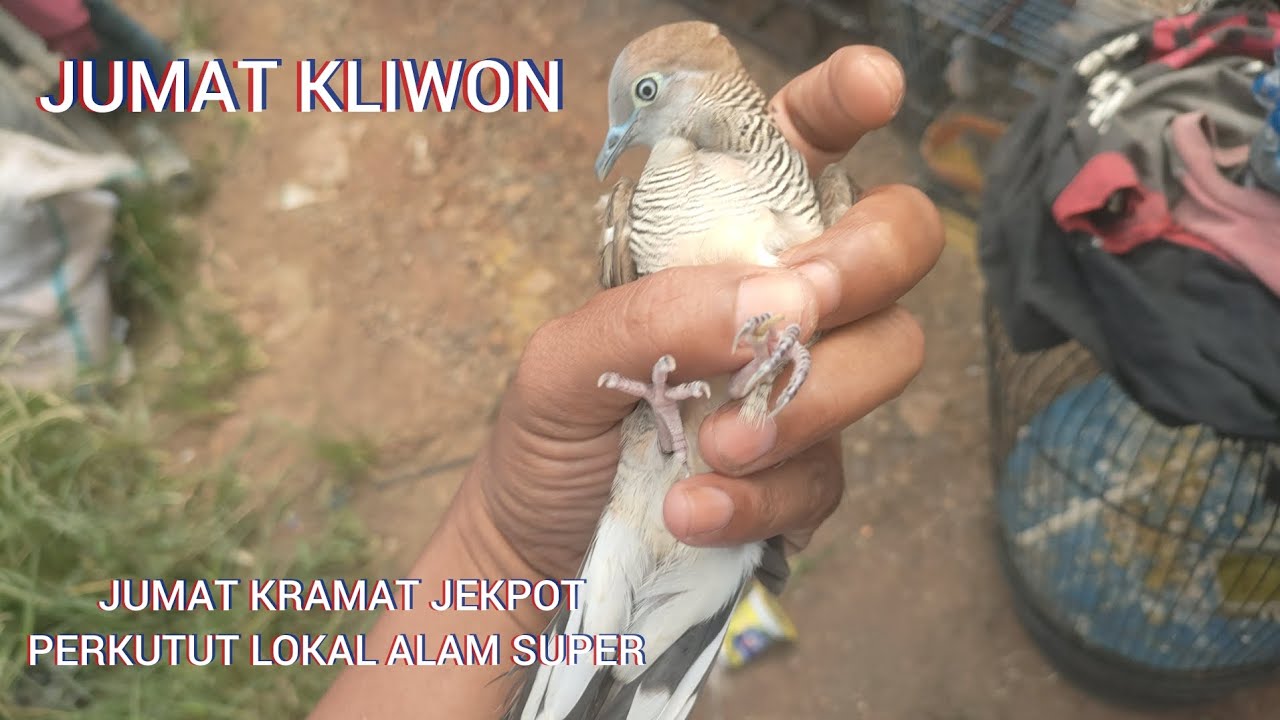 JUMAT KLIWON PALING MISTIS JEKPOT PERKUTUT LOKAL ALAM ISTIMEWA 