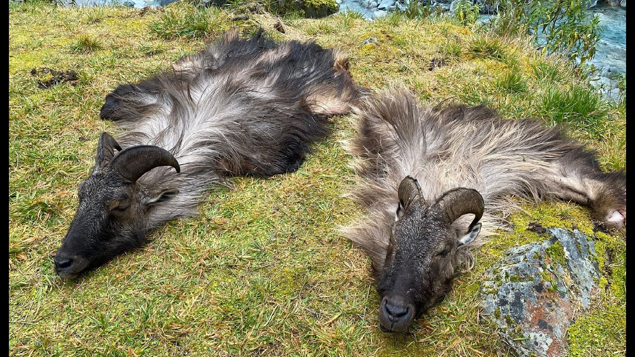 Holy Shit Bulls! NZ Tahr Hunt - Rocky and Richard!