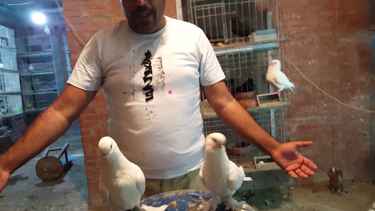 زغاليل للبيع مستويات قويه جدا التواصل ٠١٢٨٦٦٥٦٩٦٩