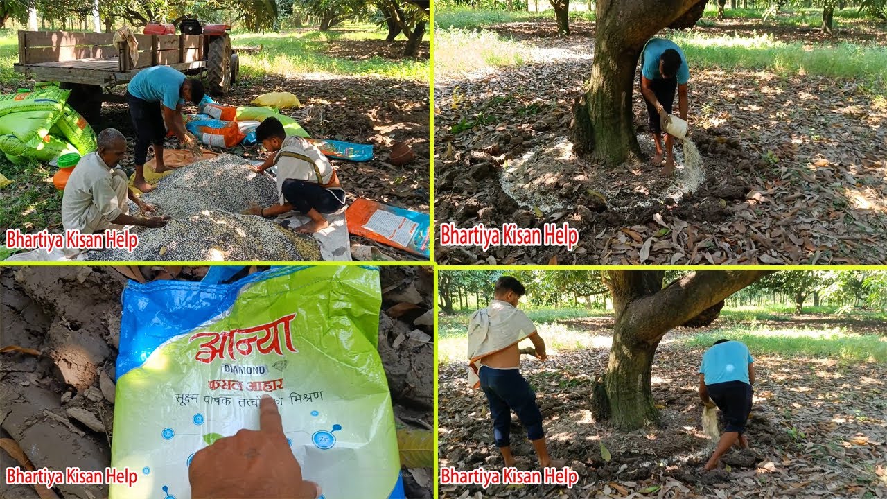 कब , कैसे और कितना खाद लगाया जाता है आम के बगीचों में 🥭 आज देख लीजिये | Bhartiya Kisan Help  🌼