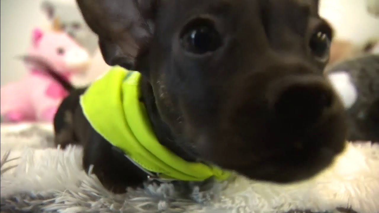 Puppy born with no front legs is looking for forever home