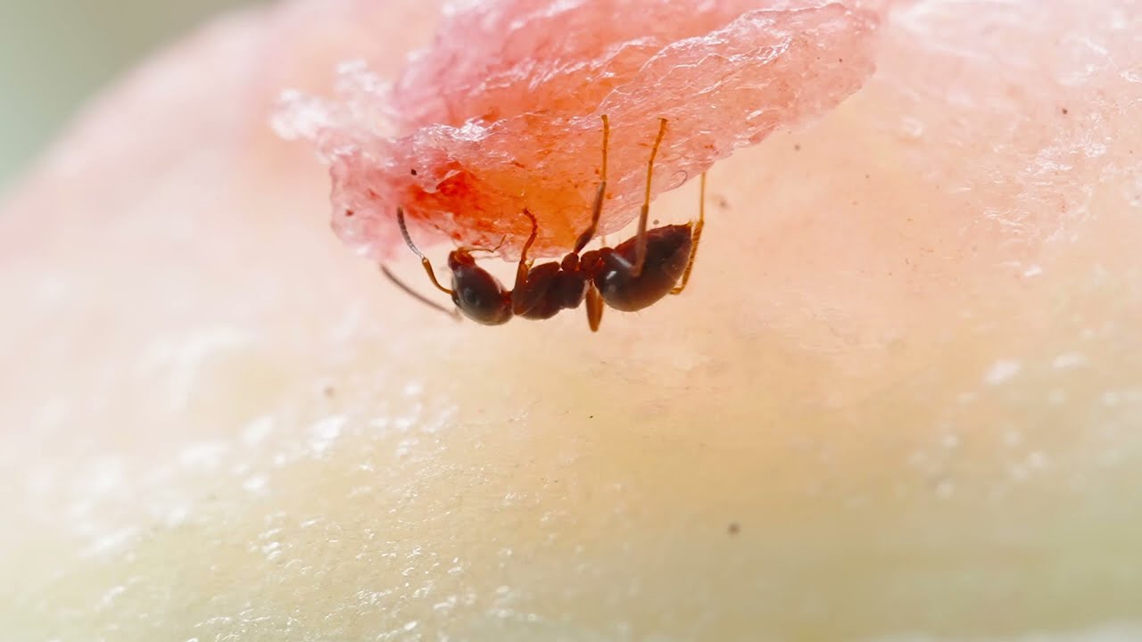 Glasshouse Red Spider Mite - Ant Mill (Official Video)