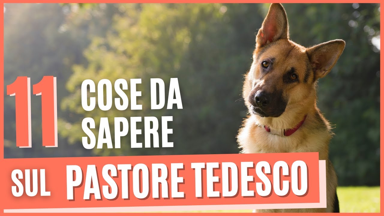 Pastore tedesco 11 curiosità | Cose da sapere prima di prendere un pastore tedesco | Pro e contro