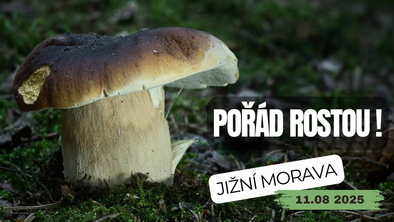 Momentální stav růstu hub v lese (jižní Morava)
