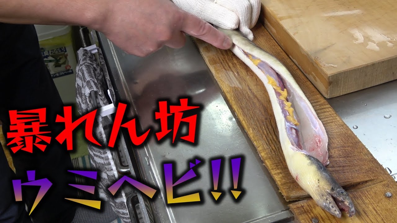 【凶暴】やはりウミヘビの生命力は強い‼︎格闘して捌いた末の味はいかに‼︎