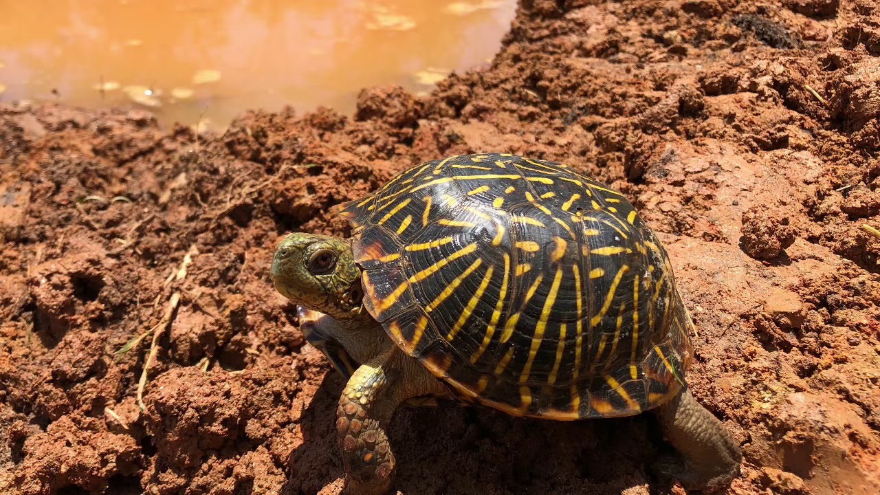 The Ornate Box Turtles enjoying their new pond