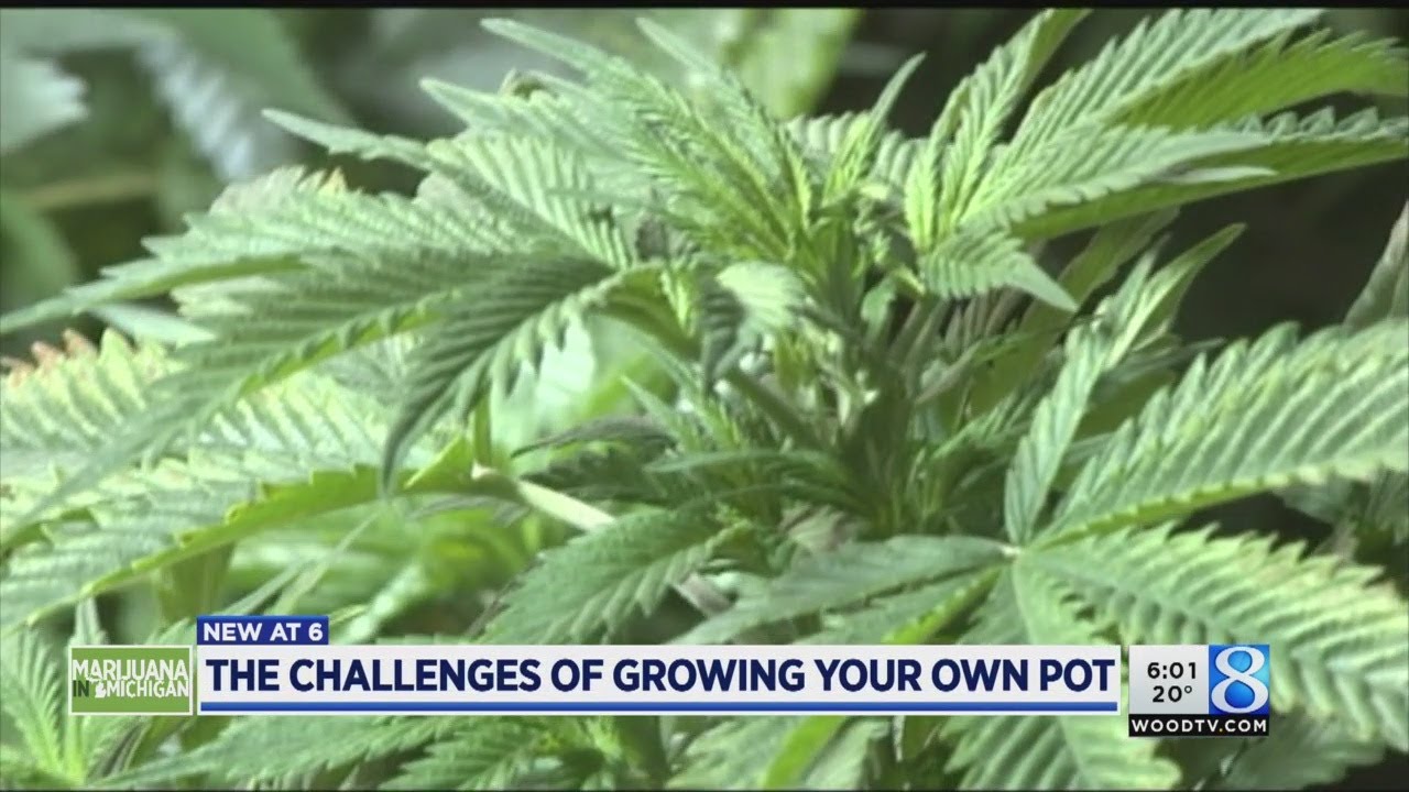 Growing your own pot: The costs and challenges