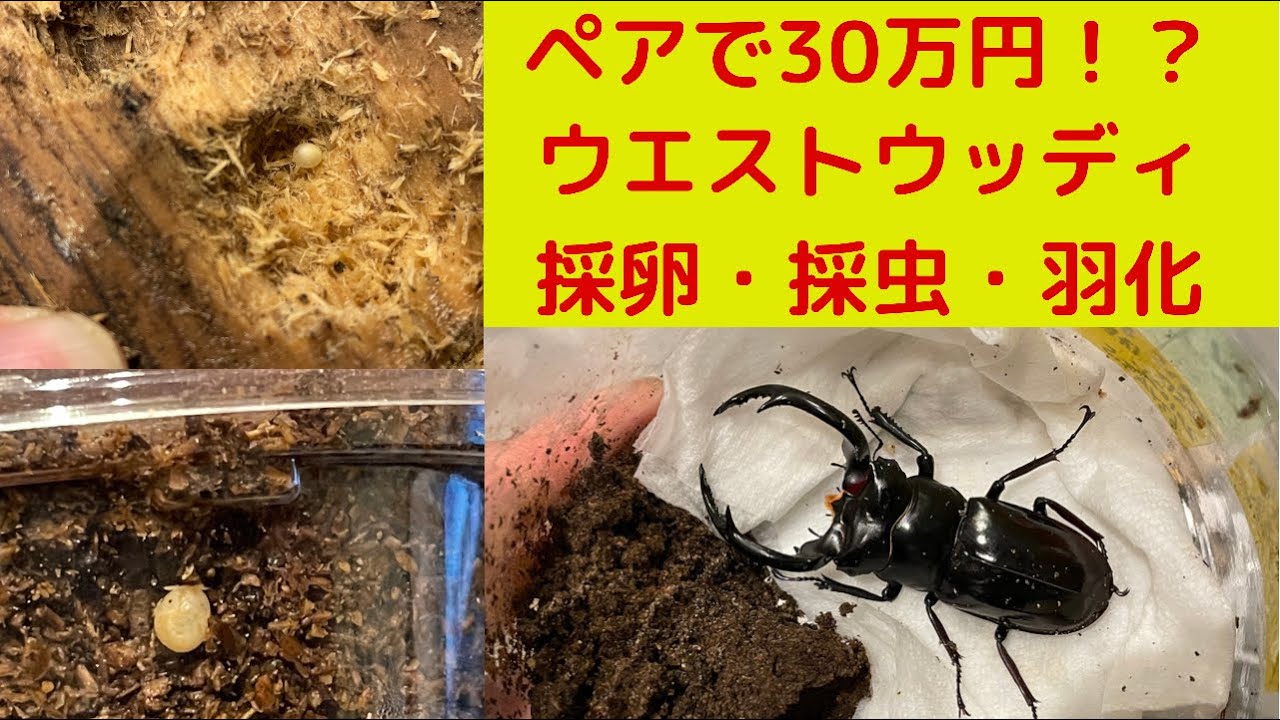 ペアで30万円⁉️超貴重ウッディ&カズミアエの採卵・採虫・羽化個体続々紹介✨