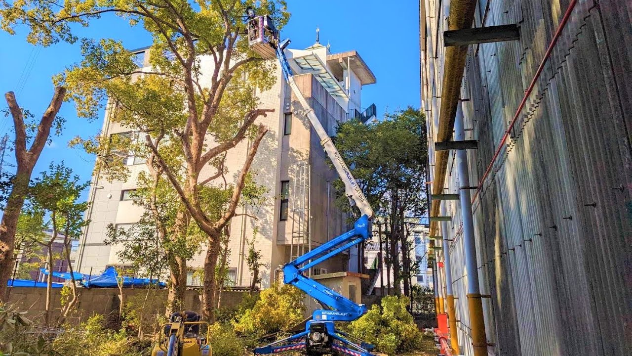 森のようなクスノキの剪定、枝下ろし作業！　Pruning of camphors